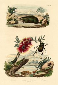 Golden Mole by French School